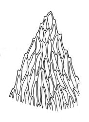 Sematophyllum jolliffii, leaf apex. Drawn from G. Marie Taylor s.n., 14 Dec. 1989, CHR 462110.
 Image: R.C. Wagstaff © Landcare Research 2016 